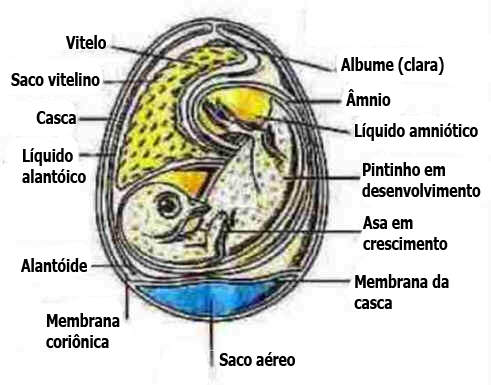 Ovos das Aves