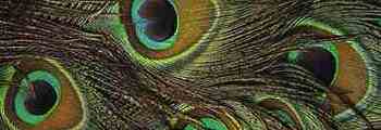 Penas das Aves