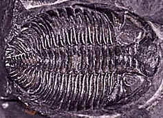 Período Siluriano Período Siluriano