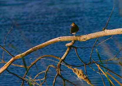 Sentido das Aves Sentido das Aves
