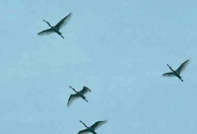 Sentido das Aves Sentido das Aves