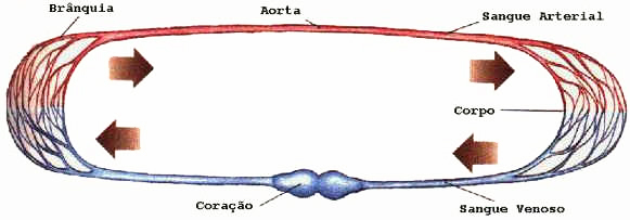 Sistema Circulatório das Aves