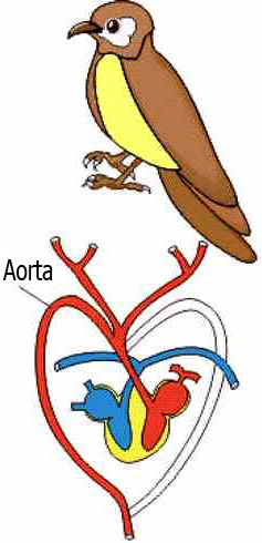 Sistema Circulatório das Aves