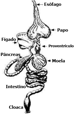 Sistema Digestivo das Aves