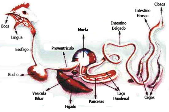 Sistema Digestivo das Aves