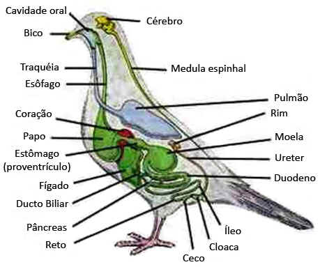Sistema Respiratório das Aves