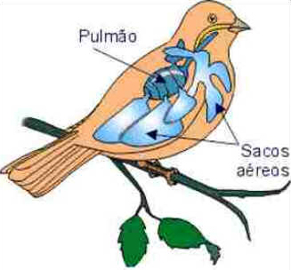 Sistema Respiratório das Aves
