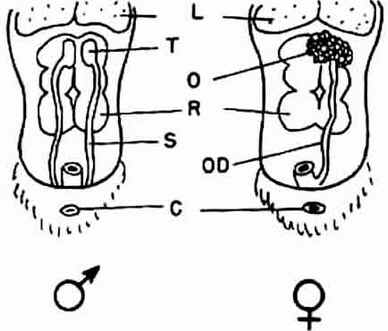 Sistema Urogenital das Aves Sistema Urogenital das Aves