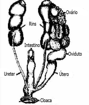 Sistema Urogenital das Aves Sistema Urogenital das Aves
