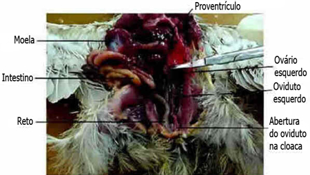 Sistema Urogenital das Aves Sistema Urogenital das Aves