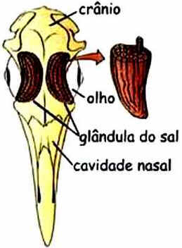 Sistema Urogenital das Aves Sistema Urogenital das Aves