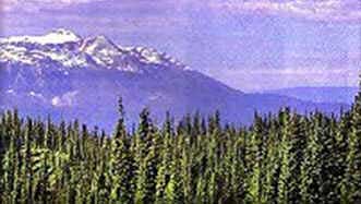 Taiga