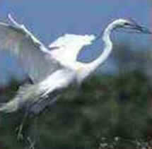 Vôo das Aves
