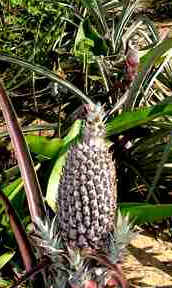 Abacaxi