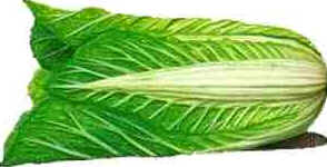 Acelga Acelga