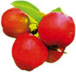 Acerola