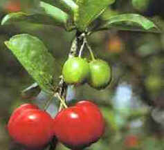 Acerola Acerola