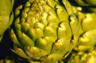 Alcachofra
