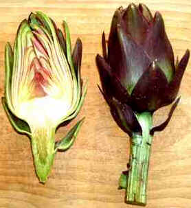 Alcachofra