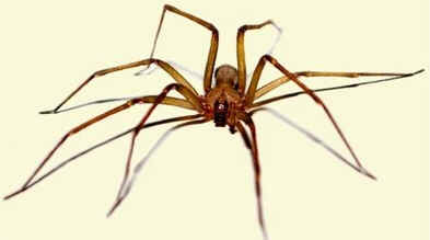 Aranhas Aranhas