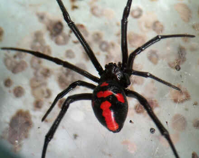 Aranhas Aranhas