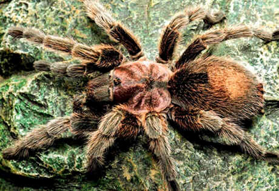 Aranhas Aranhas