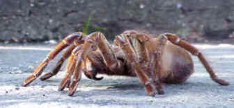 Aranhas Aranhas