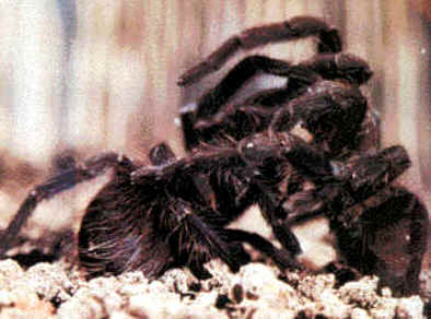 Aranhas Aranhas