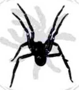Aranhas Aranhas