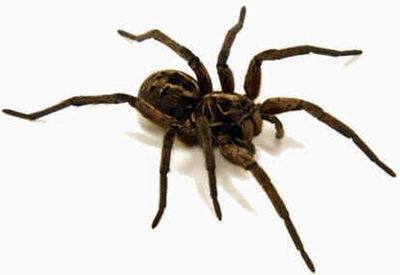 Aranhas Aranhas