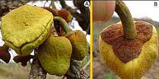 Araticum
