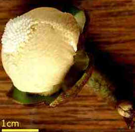 Araticum