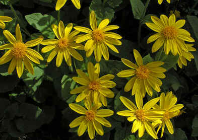 Arnica Arnica