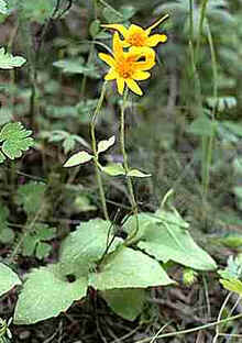 Arnica Arnica