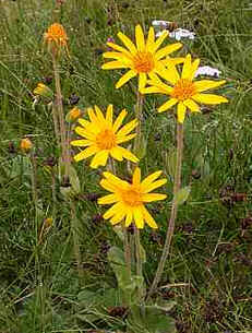 Arnica Arnica