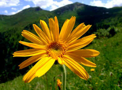 Arnica Arnica