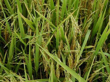 Arroz Arroz