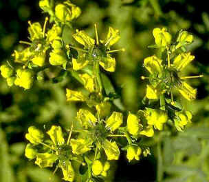 Arruda