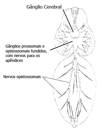 Anatomia das Aranhas