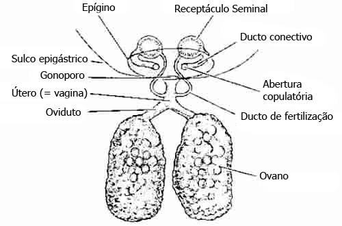 Anatomia das Aranhas
