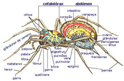 Anatomia das Aranhas