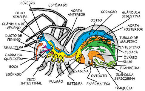 Anatomia das Aranhas
