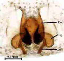 Anatomia das Aranhas