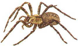 Aranhas Venenosas Aranhas Venenosas