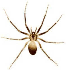 Aranhas Venenosas Aranhas Venenosas
