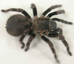 Aranhas Venenosas Aranhas Venenosas