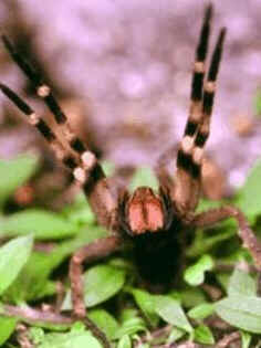 Aranhas Venenosas Aranhas Venenosas