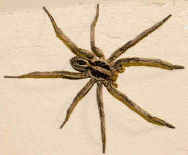 Aranhas Venenosas Aranhas Venenosas
