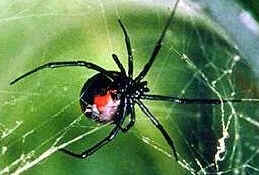 Aranhas Venenosas Aranhas Venenosas
