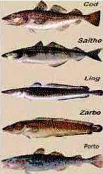 História do Bacalhau História do Bacalhau